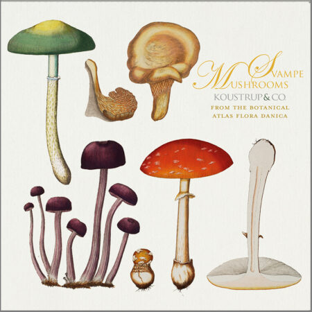 Mushrooms Cards